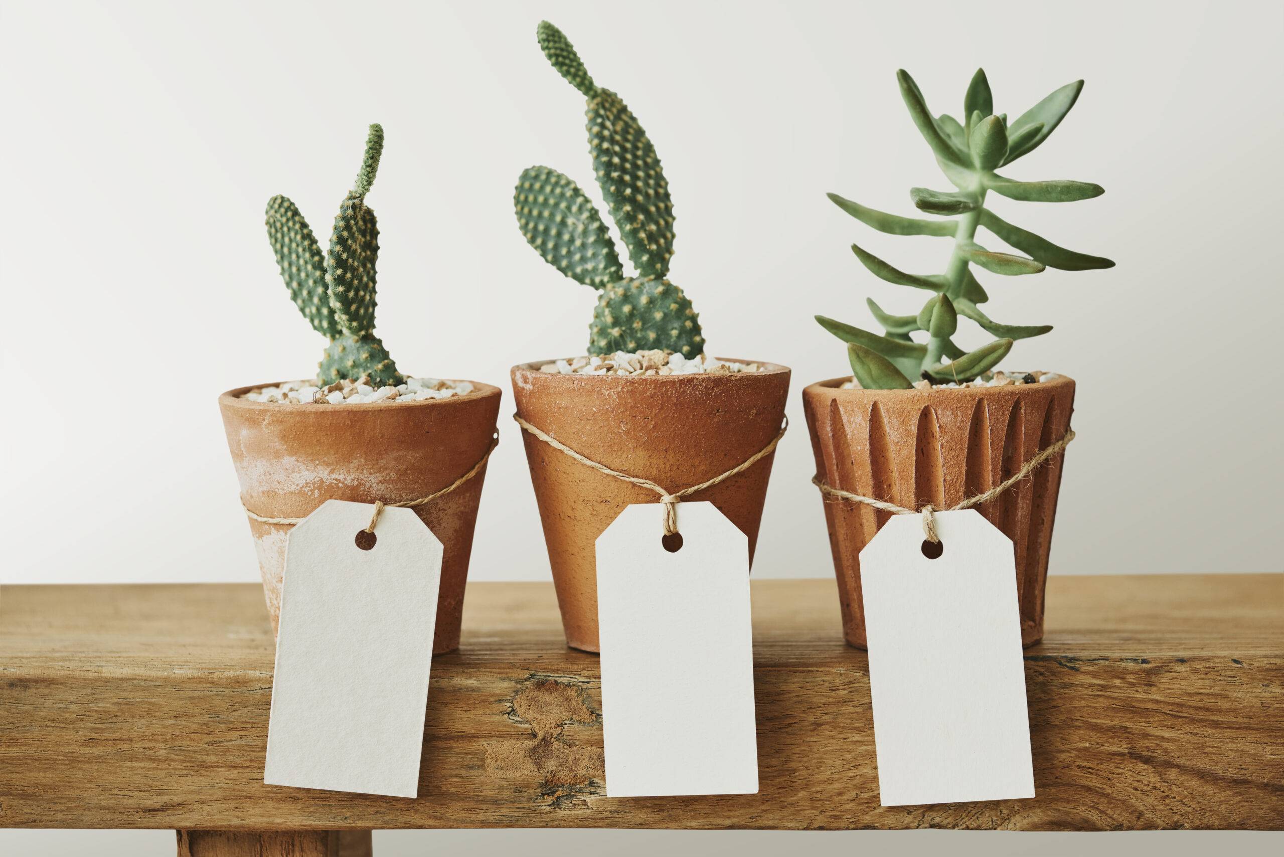 Cute cacti in terracotta pots with blank paper labels